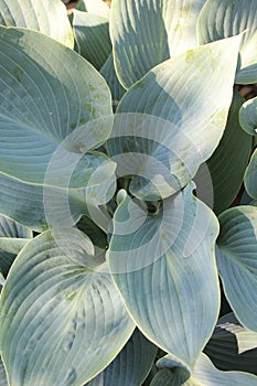 Vertical closeup shot of Hosta leaves on a blurred background