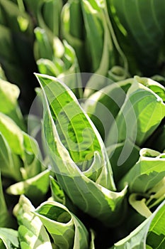 Vertical closeup shot of Hosta leaves on a blurred background