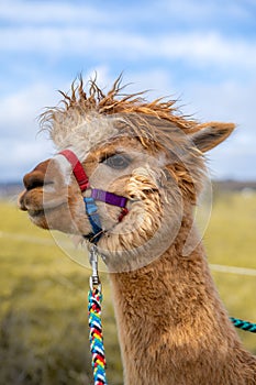 Vertical closeup shot of a huacaya alpaca.