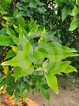 Vertical closeup shot of Indian bael (Aegle marmelos) tree leaves
