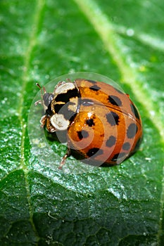 Vertical closeup shot of a ladybird sitting on the surface of a leaf