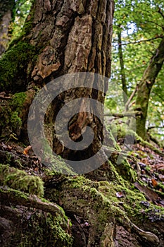 Vertical closeup shot of a large tree base with twisted roots covered in moss in a forest, Germany