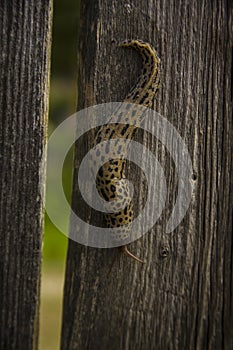 Vertical closeup shot of a Leopard slug crawling on a wooden plank surface