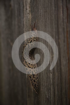 Vertical closeup shot of a Leopard slug crawling on a wooden plank surface