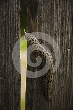 Vertical closeup shot of a Leopard slug crawling on a wooden plank surface