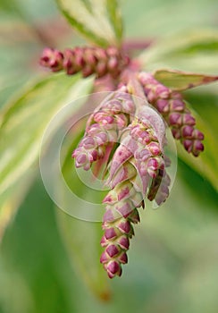 Vertical closeup shot of Leucothoe fontanesiana (dog hobble) plant