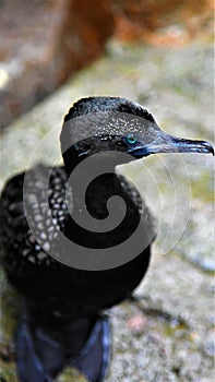 Vertical closeup shot of a little black cormorant bird