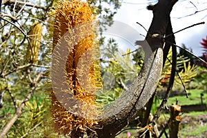 Vertical closeup shot of a marsh banksia flower in a forest with a blurred background