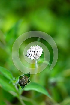 Vertical closeup shot of a melanthera nivea flower in the garden.