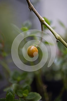 Vertical closeup shot of a mini tomato on the branch