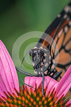 Vertical closeup shot of monarch butterfly on a purple echinacea flower