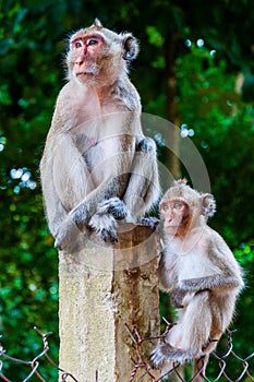 Vertical closeup shot of a mother and a baby monkey sitting on a concrete fence in a jungle