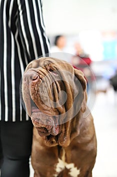 Vertical closeup shot of a Neopolitan Mastiff outdoors in Poland