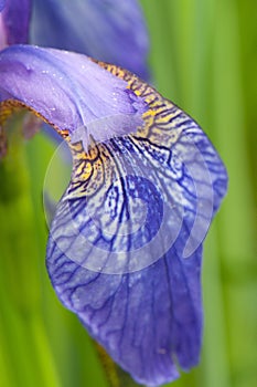 Vertical closeup shot of the petal of a purple iris flower