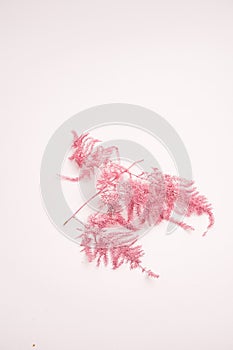 Vertical closeup shot of pink decorative feathers isolated on a white background