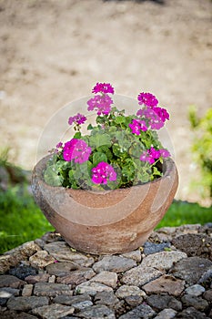 Vertical closeup shot of pink geranium flowers in a clay pot