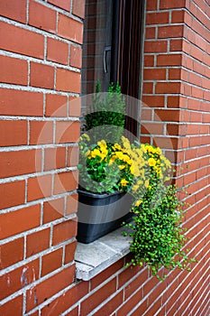 Vertical closeup shot of a plot with yellow flowers in front of a window of a brick wall