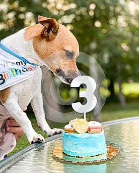 Vertical closeup shot of a puppy eating a cute little cake on its third birthday
