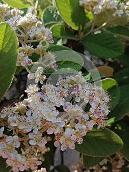 Vertical closeup shot of Purple Chokeberry (Aronia Prunifolia) flowers and leaves in a garden