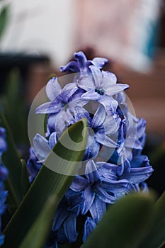 Vertical closeup shot of a purple hyacinth