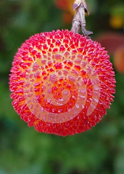 Vertical closeup shot of a red fruit of Arbutus unedo