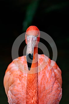 Vertical closeup shot of a red greater flamingo with a natural background