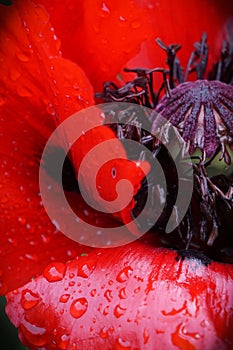 Vertical closeup shot of a red poppy inside with water droplets