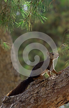 Vertical closeup shot of a red squirrel sitting on a trunk of a pine tree in a forest