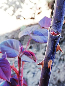 Vertical closeup shot of rose thorns in the garden