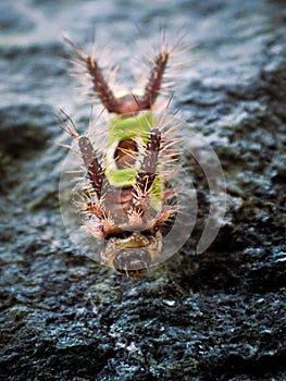 Vertical closeup shot of saddleback caterpillar on a stone