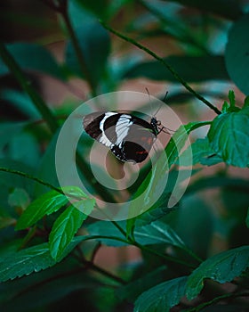 Vertical closeup shot of a sara longwing butterfly on a green leaf
