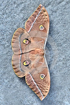 Vertical closeup shot of a Saturniidae butterfly photo