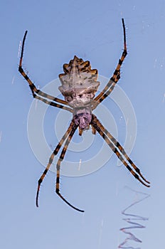 Vertical closeup shot of a spider on its web against a blue background
