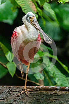 Vertical closeup shot of a spoonbill on a blurred background