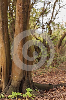 Vertical closeup shot of a structured tree trunk