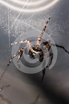 Vertical closeup shot of a tarantula with eight eyes and hairy legs walking on a web mid-air