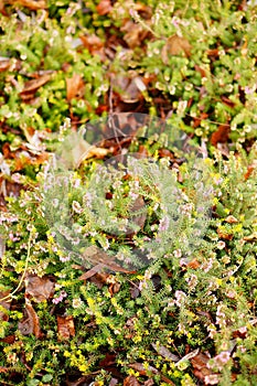 Vertical closeup shot of thorny plants with small flowers