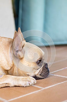 Vertical closeup shot of a tired little pug resting its head on the floor indoors