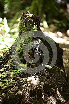 Vertical closeup shot of a tree root covered by green moss in the tropical forest