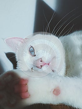 Vertical closeup shot of a Turkish Van cat looking in a straight direction