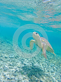 Vertical closeup shot of a turtle taken from underwater