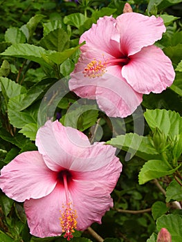 Vertical closeup shot of two pink hibiscus flowers growing on a bush