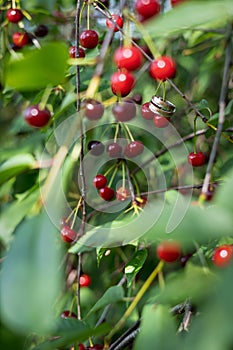 Vertical closeup shot of two wedding rings hanged on the red cherries growing on the tree