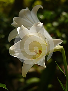 Vertical closeup shot of two white lilies growing in the garden