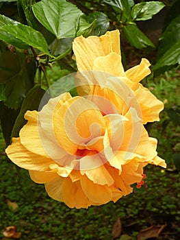 Vertical closeup shot of two yellow hibiscus flowers growing on a bush
