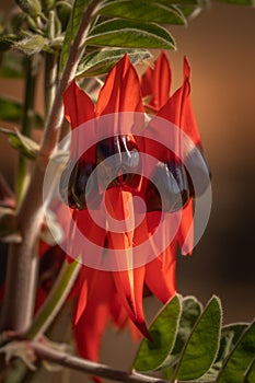 Vertical closeup shot of unique red Sturt Desert Pea flower on a blurred background