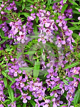 Vertical closeup shot of violet Angelonia flowers