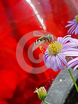 Vertical closeup shot of a wasp pollinating the yellow center of a purple flower on a red background