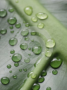 Vertical closeup shot of waterdrops on green leaves
