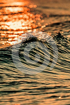 Vertical closeup shot of waves reflecting the sunset lights